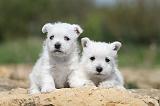 WESTIE 098